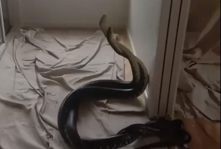Trước đó, hai thợ xây phát hiện hai con trăn thảm trên gác xép của một ngôi nhà ở Brisbane, Australia. Chủ nhà liên hệ với Snake Out Brisbane, một tổ chức bảo vệ môi trường, để giải quyết vấn đề này. Cả hai con trăn đều là đực và có vẻ đang tham gia vào trận chiến giữa các con đực để chiếm quyền giao phối với con cái.