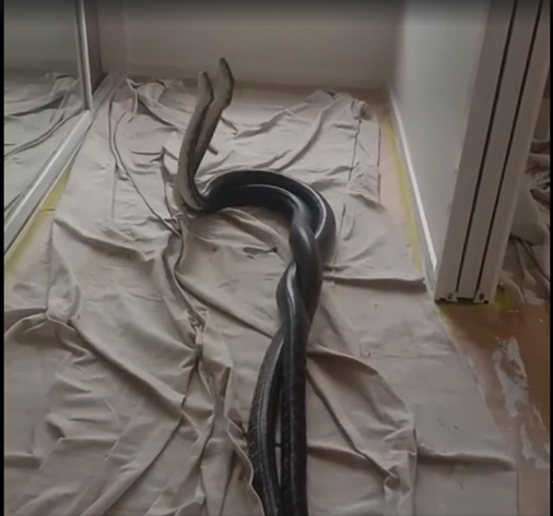 Trong trận chiến này, các con trăn thảm đực thường ngóc đầu lên và cố gắng đè đầu đối thủ xuống để chứng minh sức mạnh của mình. Trận chiến có thể kéo dài, nhưng thường không gây thương tích nặng. Nhóm nhân viên của Snake Out Brisbane ghi lại cuộc chiến và sau đó nhẹ nhàng thu giữ hai con trăn và thả chúng trở lại môi trường tự nhiên.