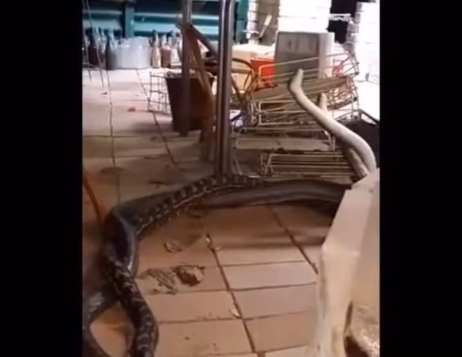 Murray Paas mô tả lại khoảnh khắc kinh hoàng khi phát hiện ra cuộc chiến giữa hai con trăn trong bếp. Anh nói rằng vào một ngày Chủ Nhật, anh đã nhìn thấy một con trăn lớn ẩn mình trong bếp khi anh về nhà từ nhà kho của mình. Anh nhận ra rằng hai con trăn đang chiến đấu để thiết lập chủ quyền, có lẽ vì có một con trăn cái ở gần đó.