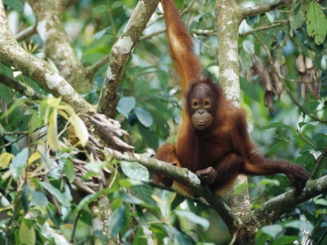 2. Đười ươi Borneo: Số lượng đười ươi Borneo giảm đến 50% trong vòng 60 năm qua. Chúng sống chủ yếu ở đảo Borneo, loài động vật quý hiếm này đang đối diện với nguy cơ tuyệt chủng do mất môi trường sống và khai thác gỗ.