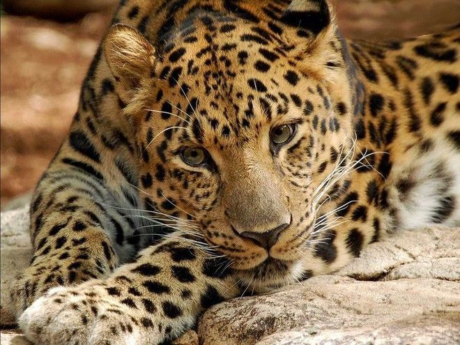 1. Báo Amur: Báo Amur là loài mèo lớn hiếm nhất thế giới, số lượng chỉ còn khoảng 60 cá thể. Số lượng báo Amur giảm do săn bắt cho bộ lông đẹp và mất môi trường sống. WWF và các tổ chức bảo tồn đang cố gắng cứu lấy loài động vật này và bảo vệ môi trường sống của chúng.