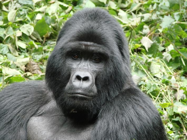 3. Khỉ đột núi: Khỉ đột núi sống chủ yếu ở Uganda và Cộng hòa Dân chủ Congo, số lượng dưới 900 cá thể trên thế giới. Mất môi trường sống và xâm lấn con người là nguyên nhân chính khiến loài này đối diện với nguy cơ tuyệt chủng.