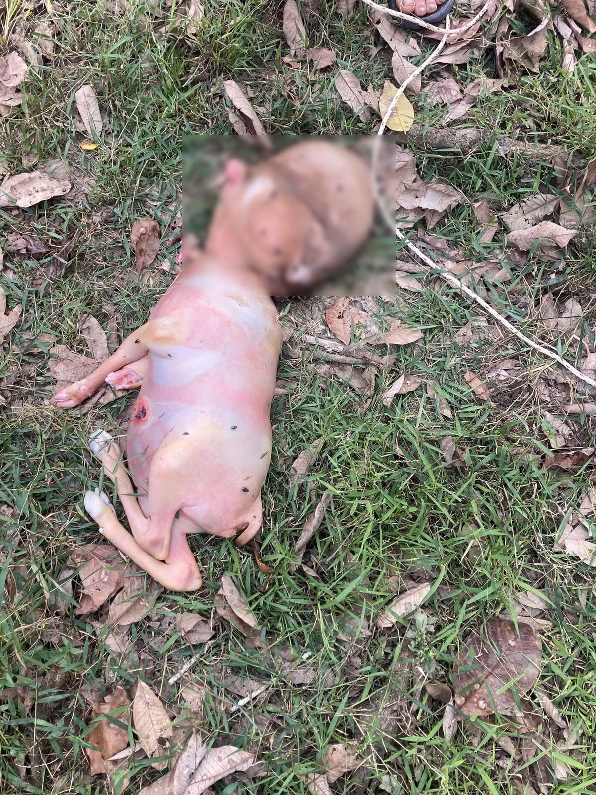 Trước những tranh cãi trên mạng xã hội, một chuyên gia đã lên tiếng để làm sáng tỏ tình hình.