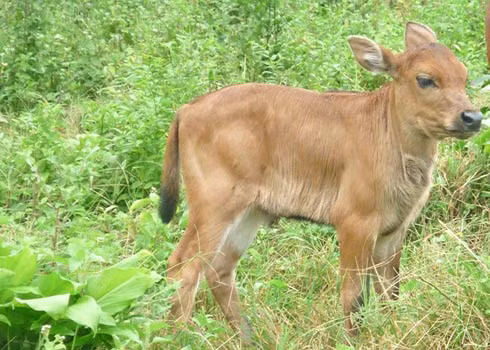Một người dùng Facebook đã đăng tải hình ảnh sinh vật lạ nghi nửa người nửa thú này và cho biết, đây là một con bê mới chào đời ở Thái Lan. Tuy nhiên, con bê này có một hình dạng bất thường khi phần đầu giống người nhưng phần thân lại giống bò. Con vật này được cho là chết sau khi chào đời.