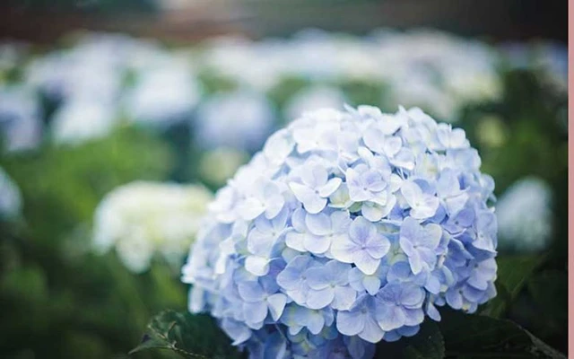 2. Hoa Cẩm Tú Cầu (Hydrangea): Trang Mostluxuriouslist đánh giá hoa Cẩm Tú Cầu là loài hoa có giá rất đắt trên thế giới (khoảng 6,5 USD/bông).