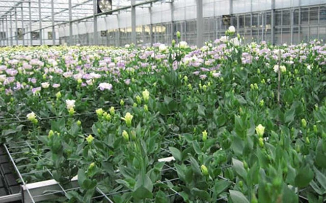 Hoa Cát Tường được trồng nhiều ở Đà Lạt và một số tỉnh miền Bắc Việt Nam, sinh trưởng và nở hoa đẹp nhất từ tháng 7 đến mùa xuân.