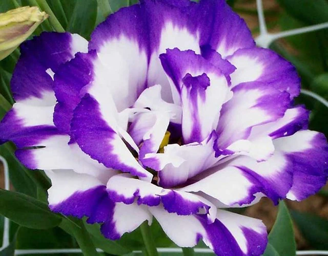 3. Hoa Cát Tường (Lisianthus): Trên thế giới, giá mỗi cành hoa Cát Tường có thể lên đến 35 USD, trong khi ở Việt Nam giá rất mềm, chỉ vài chục nghìn đồng mỗi cành.