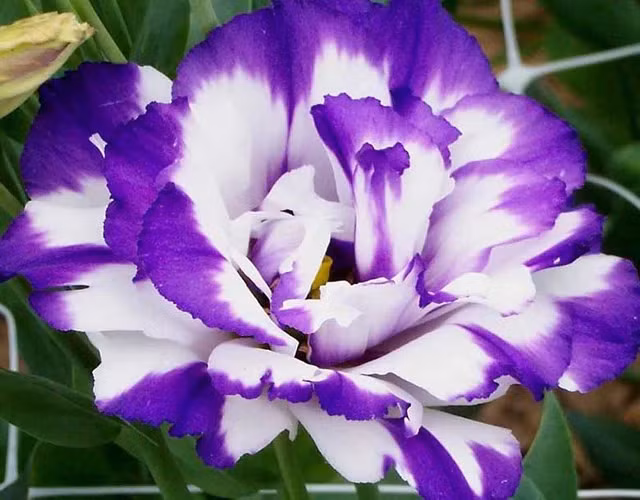 3. Hoa Cát Tường (Lisianthus): Trên thế giới, giá mỗi cành hoa Cát Tường có thể lên đến 35 USD, trong khi ở Việt Nam giá rất mềm, chỉ vài chục nghìn đồng mỗi cành.