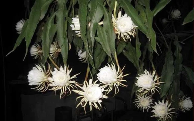 Hoa này nở vào ban đêm, nhanh tàn và hiếm khi xuất hiện ở cửa hàng hoa ở Việt Nam.