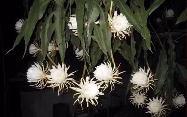 Hoa này nở vào ban đêm, nhanh tàn và hiếm khi xuất hiện ở cửa hàng hoa ở Việt Nam.