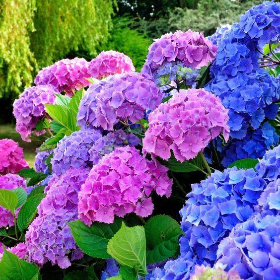 Hoa Cẩm Tú Cầu thích hợp với khí hậu mát mẻ và đa dạng màu sắc tùy thuộc vào độ pH của đất.