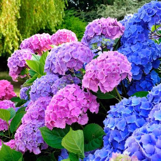 Hoa Cẩm Tú Cầu thích hợp với khí hậu mát mẻ và đa dạng màu sắc tùy thuộc vào độ pH của đất.