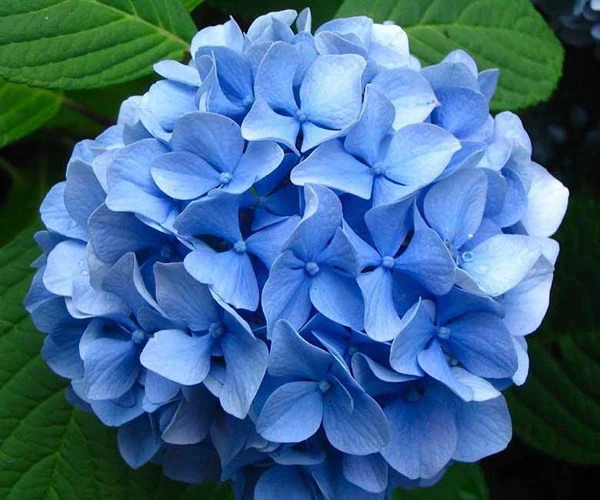 Tại Việt Nam, hoa Cẩm Tú Cầu có giá rất bình dân và được trồng nhiều ở các địa điểm như Đà Lạt, Tam Đảo, Sapa.