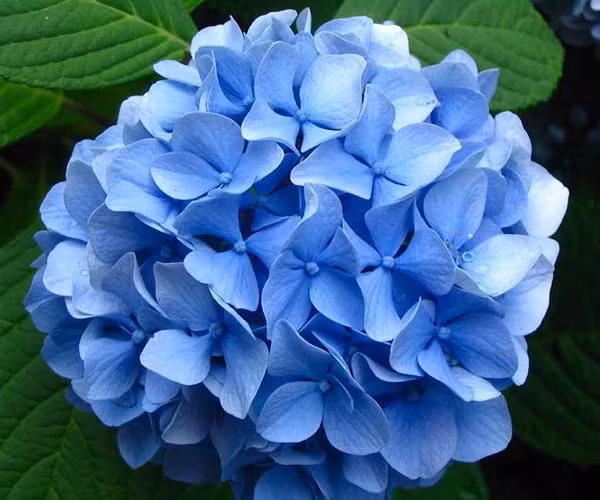 Tại Việt Nam, hoa Cẩm Tú Cầu có giá rất bình dân và được trồng nhiều ở các địa điểm như Đà Lạt, Tam Đảo, Sapa.