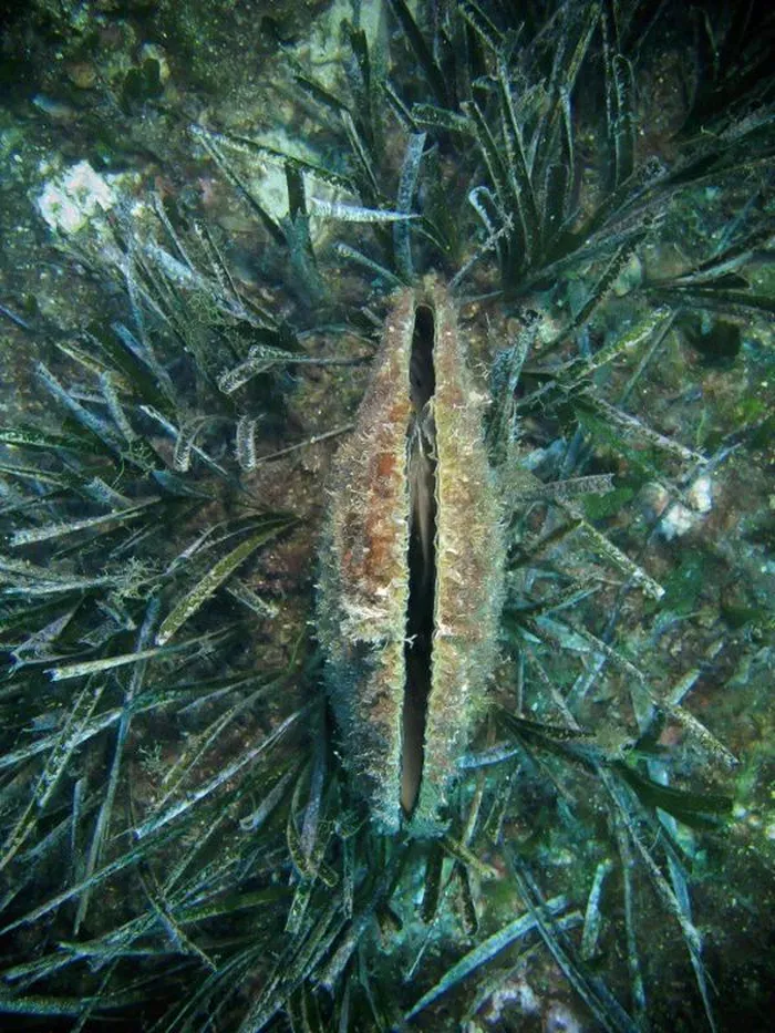 Nhà sinh học biển đã ghi nhận sự xuất hiện trở lại của loài trai Pinna nobilis ở vùng biển ngoài khơi Croatia, với số lượng tăng đột biến.