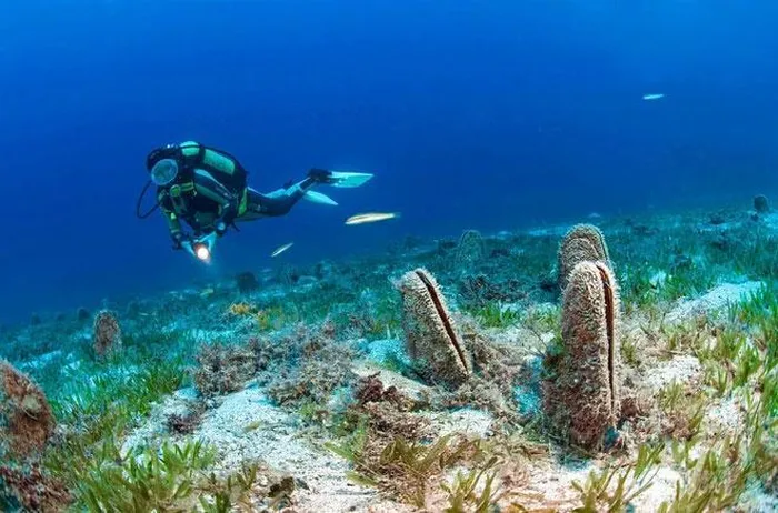 Tuy nhiên, loài này đang đứng trước nguy cơ tuyệt chủng và được xem là loài cần bảo vệ khẩn cấp.