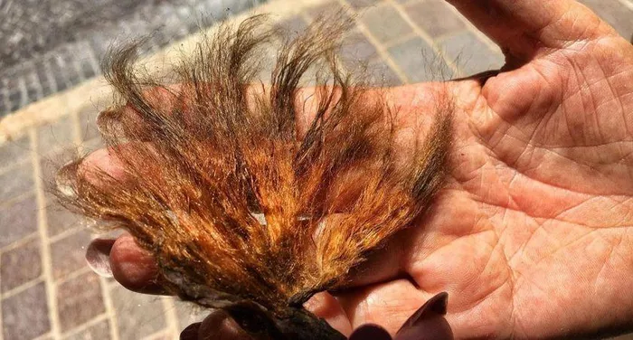 Chính phủ Croatia cũng đã quyết định tăng tài trợ cho các nghiên cứu về bảo tồn loài này.