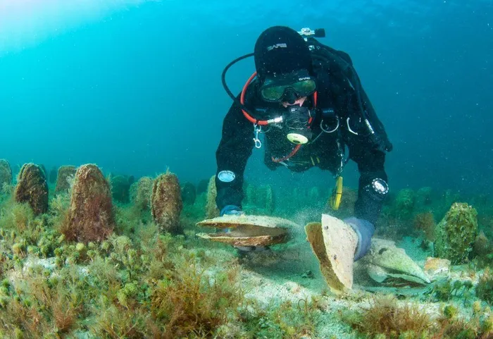 Tuy số lượng trai đã giảm mạnh trước đó, nhưng gần đây, đã có thông tin về việc phát hiện khoảng 20 cá thể trai Pinna nobilis ở bờ biển phía Bắc Bán đảo Istria.