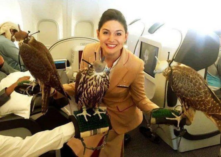 Cuộc thi sắc đẹp cho chim ưng và các bệnh viện dành riêng cho chúng cũng là một phần của văn hóa Trung Đông, thể hiện sự quan tâm và tôn trọng đối với loài chim ưng, một biểu tượng lịch sử và văn hóa quan trọng của khu vực này.