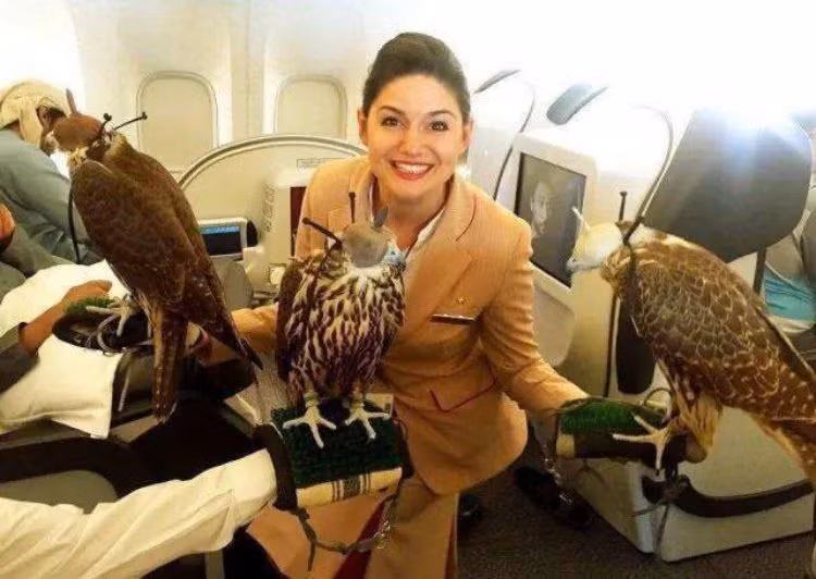 Cuộc thi sắc đẹp cho chim ưng và các bệnh viện dành riêng cho chúng cũng là một phần của văn hóa Trung Đông, thể hiện sự quan tâm và tôn trọng đối với loài chim ưng, một biểu tượng lịch sử và văn hóa quan trọng của khu vực này.