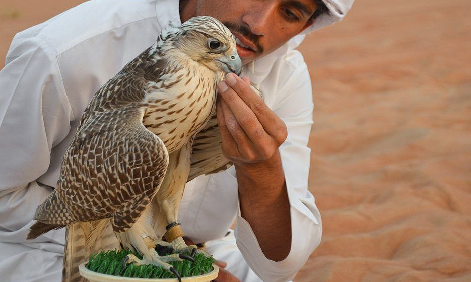 Một số hãng hàng không, như Qatar Airways và Etihad, cho phép khách hàng mang theo chim ưng trên chuyến bay, với mức phí từ 115 đến 1.620 USD (tương đương 2,6 đến 37,5 triệu đồng) cho mỗi con. Tuy nhiên, các quy định về vận chuyển chim ưng khác nhau tùy theo hãng hàng không.