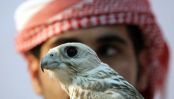 Việc chủ nhân của chim ưng phải trả phí cao cho việc mang chúng đi máy bay là điều không hiếm.