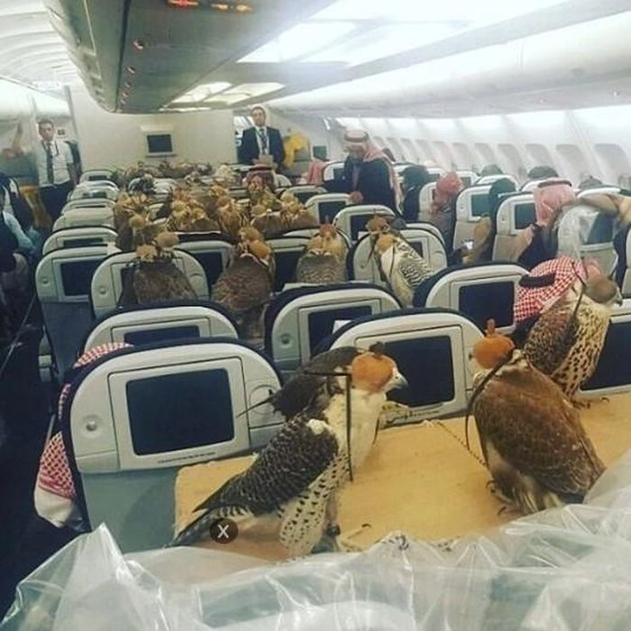 Một số hình ảnh ghi lại cảnh 80 con chim ưng được chở trên cùng một chuyến bay thương mại của Qatar Airways, do một hoàng tử Saudi chi trả. Việc này không chỉ phản ánh sự giàu có mà còn thể hiện truyền thống và giá trị văn hóa lâu đời của Trung Đông.