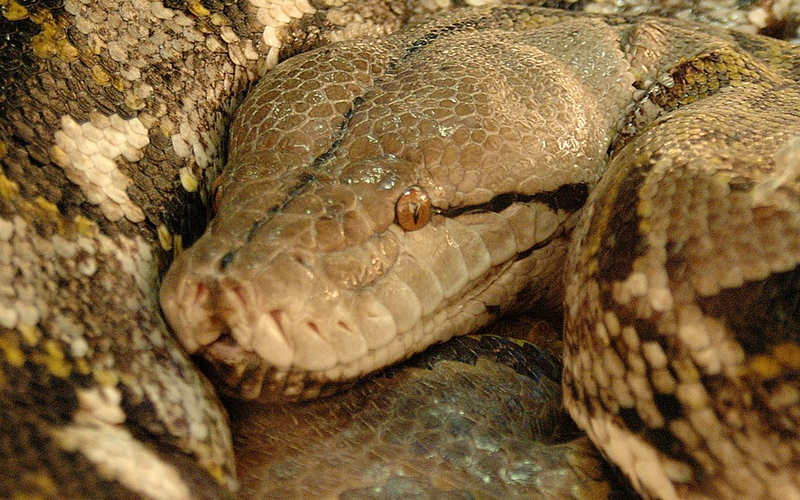 Chiều dài cơ thể của trăn lưới có thể lên đến 9,75 mét dài hơn trăn khổng lồ anaconda (loài trăn lớn nhất thế giới về trọng lượng).