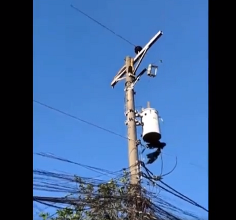 Quá trình này mất hơn một giờ đồng hồ và con trăn cuối cùng đã được chuyển giao cho các nhân viên của Văn phòng Tài nguyên và Môi trường Thành phố Mandaue.