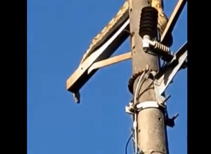 Con trăn này nặng khoảng 10 kg và đã tạo nên sự chú ý lớn từ phía cộng đồng và những người chứng kiến sự việc.