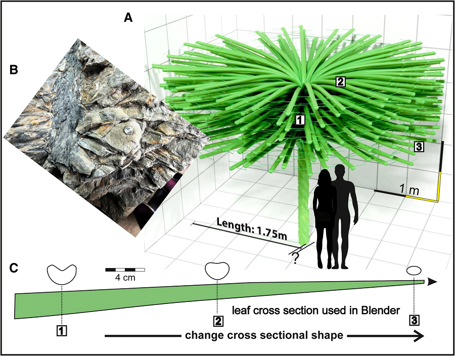 Nhóm nghiên cứu đã tái tạo lại hình dáng của Sanfordiaaulis densifolia từ các mẫu hóa thạch và ước tính loài cây này có hơn 250 lá chính. Một số chiếc lá đã được bảo tồn và kéo dài khoảng 6 feet từ thân cây, nhưng chúng có thể còn dài hơn.
