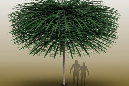 Các nhà nghiên cứu cho rằng phát hiện này là bằng chứng sớm nhất về sự phức tạp và đa dạng trong tiến hóa của cây cối trong thời kỳ Tiền Carbon.