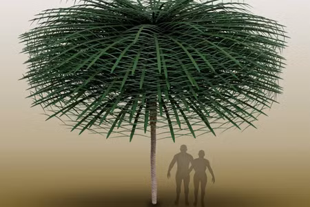 Các nhà nghiên cứu cho rằng phát hiện này là bằng chứng sớm nhất về sự phức tạp và đa dạng trong tiến hóa của cây cối trong thời kỳ Tiền Carbon.