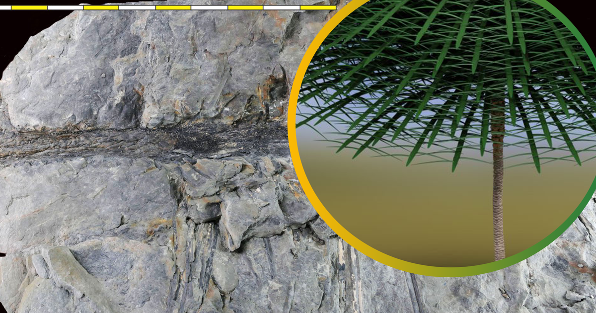 Điều độc đáo của Sanfordiaaulis densifolia là nó mọc cách xa bờ biển, trên lớp đất bên trong lục địa cổ đại, là một khám phá quan trọng trong lịch sử tiến hóa của thực vật.