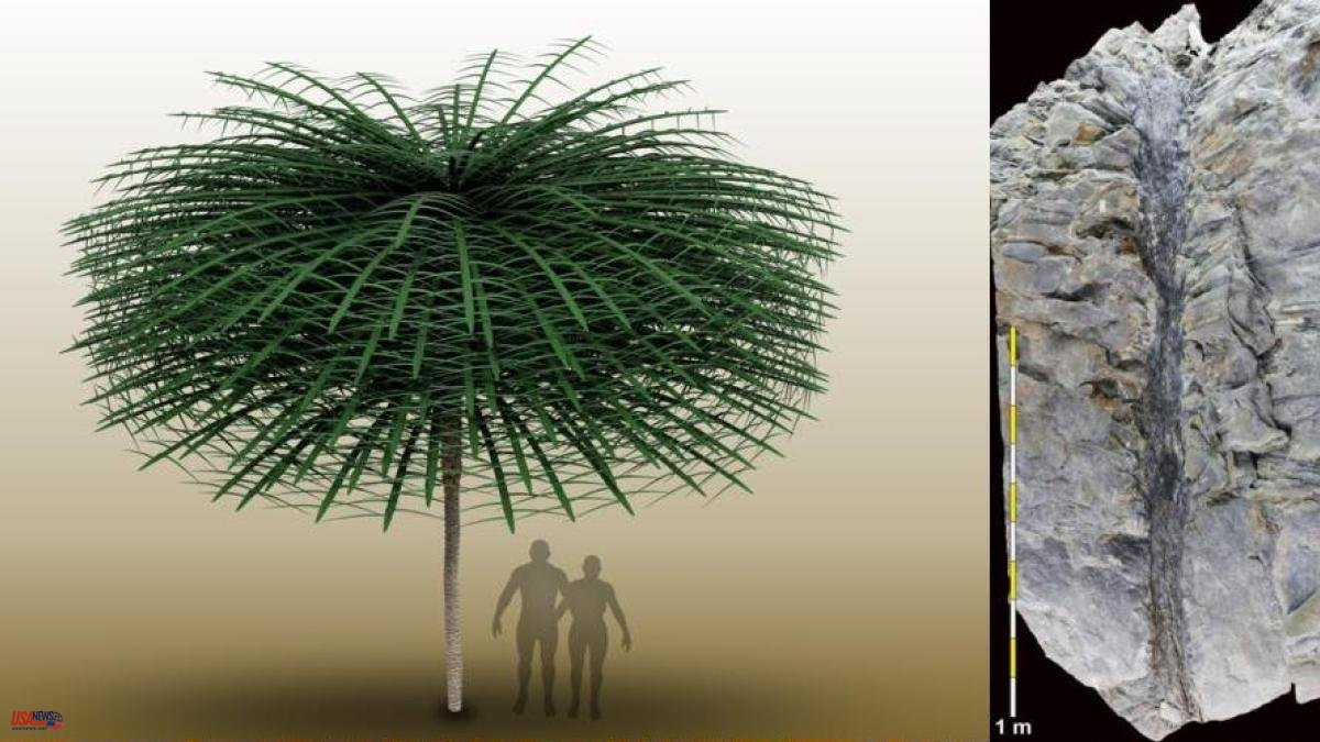 Việc bảo tồn tốt hóa thạch này là kết quả của một trận động đất cách đây khoảng 350 triệu năm, khiến cây cối bị đổ sụp xuống hồ và bị bùn và phù sa bao phủ.