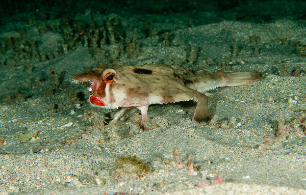 Loài cá Batfish có giá trị thương mại, thường được đánh bắt để làm thực phẩm và trang trí.
