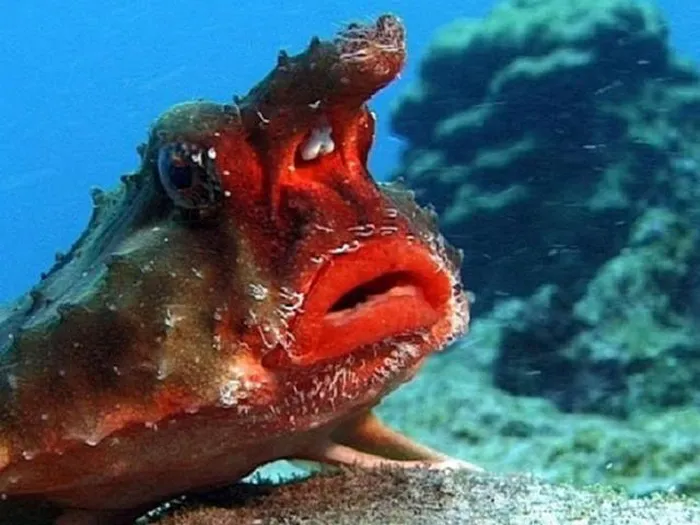 Cá Batfish có hình dạng dẹt và đầu giống như dơi, có thể phát triển đến 0,6 mét.