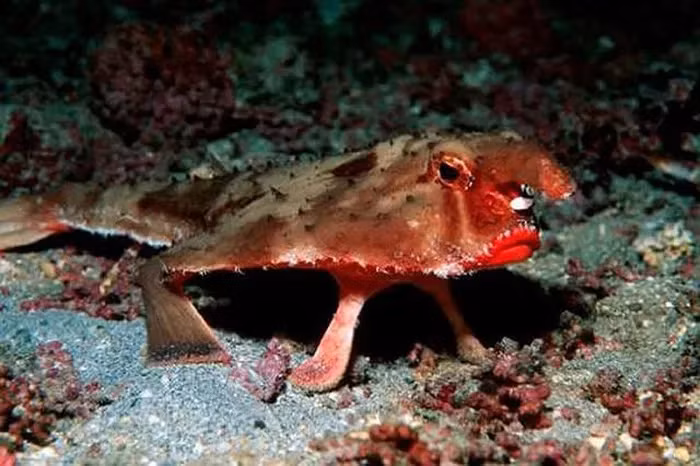 Đặc điểm nổi bật nhất của cá Batfish là đôi môi màu đỏ khêu gợi giống như của một thiếu nữ, được sử dụng để thu hút các con cá khác.