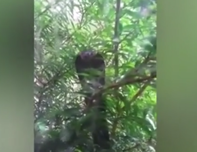 Sự việc kinh hoàng này được ghi lại tại một nhà dân ở tiểu khu Kilanas, Brunei. Con quái thú đã trườn qua một cành cây và đặt đầu ở gần cửa sổ, cố gắng tóm gọn những con mèo nhỏ.