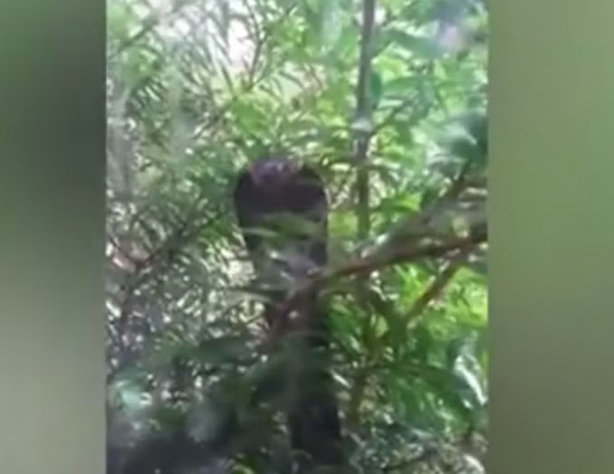 Sự việc kinh hoàng này được ghi lại tại một nhà dân ở tiểu khu Kilanas, Brunei. Con quái thú đã trườn qua một cành cây và đặt đầu ở gần cửa sổ, cố gắng tóm gọn những con mèo nhỏ.