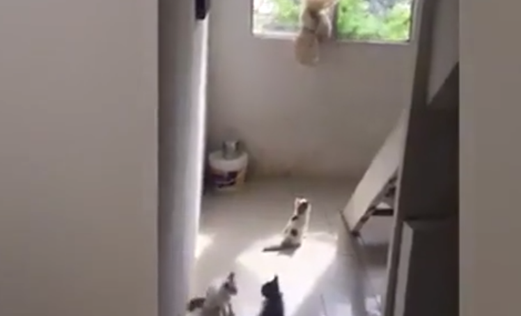 Những chú mèo không hoảng sợ mà chỉ bị choáng ngợp trước hành động kỳ lạ của con rắn. Ngay sau đó, một người đàn ông đã xuất hiện với một khúc gỗ và đập chết con rắn hổ mang.