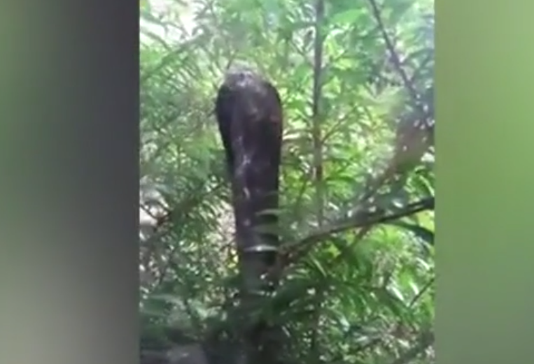 Đoạn video được gửi đến các quan chức lâm nghiệp để cảnh báo người dân về nguy cơ khi rắn trèo lên cây và xâm nhập qua cửa sổ mở. Họ khuyên người dân không trồng cây gần cửa sổ và luôn đóng kín cửa kính.