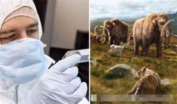 3. Voi ma mút: Các nghiên cứu đang thực hiện dự án để đưa các gen của voi ma mút vào tế bào voi hiện đại, nhằm phục hồi loài động vật đã tuyệt chủng này.