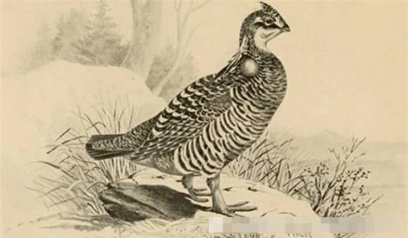 1. Gà gô đen New England: Một nhóm chuyên gia đã nghiên cứu từ năm 2013 để hồi sinh loài động vật này. Họ thử nghiệm việc nuôi cấy tế bào mầm nguyên thủy muộn, một kỹ thuật khó khăn nhưng hứa hẹn sẽ thành công trong tương lai.