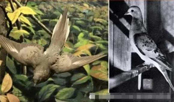 9. Chim bồ câu chở khách: Các nhà khoa học đã lên kế hoạch tái tạo lại bộ gen của loài chim này để giải cứu khỏi nguy cơ tuyệt chủng, mặc dù công việc này rất khó khăn.