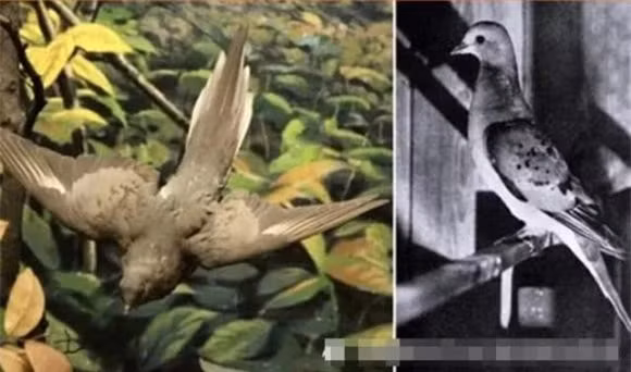 9. Chim bồ câu chở khách: Các nhà khoa học đã lên kế hoạch tái tạo lại bộ gen của loài chim này để giải cứu khỏi nguy cơ tuyệt chủng, mặc dù công việc này rất khó khăn.