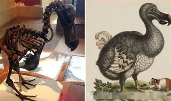 6. Dodo: Giáo sư Beth Shapiro của Đại học California và các nghiên cứu khác đang cố gắng giải mã tựa đề DNA của dodo, với hy vọng hồi sinh loài động vật đã tuyệt chủng này.