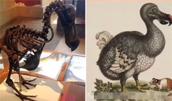 6. Dodo: Giáo sư Beth Shapiro của Đại học California và các nghiên cứu khác đang cố gắng giải mã tựa đề DNA của dodo, với hy vọng hồi sinh loài động vật đã tuyệt chủng này.