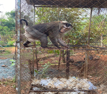 Anh Lê Đất Mưu tình nguyện giao nộp con khỉ sau khi nhận thức được việc nuôi nhốt nó không có hồ sơ nguồn gốc hợp pháp là vi phạm pháp luật. Anh nhận thấy con khỉ này đã lớn và rất nguy hiểm, có thể gây hại cho mọi người xung quanh nếu vô tình thoát ra ngoài.