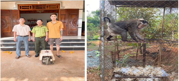 Ngày 25/2/2024, Hạt Kiểm lâm liên huyện, thị xã Bù Gia Mập – Phước Long cùng với Trung tâm Tuyên truyền, Du lịch và Cứu hộ bảo tồn thuộc Ban quản lý Rừng đặc dụng Vườn quốc gia Bù Gia Mập đã tiếp nhận một cá thể Khỉ đuôi lợn (Macaca Leonina), đực, nặng 14kg từ anh Lê Đất Mưu, ngụ tại Bình Phước.